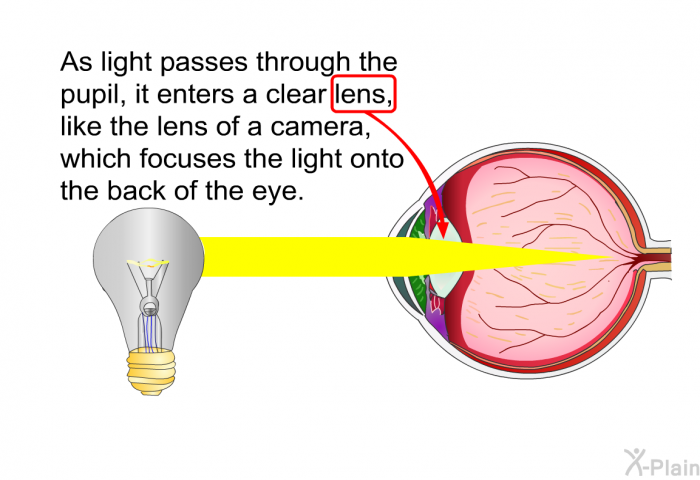 As light passes through the pupil, it enters a clear lens, like the lens of a camera, which focuses the light onto the back of the eye.