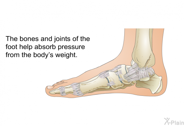 The bones and joints of the foot help absorb pressure from the body's weight.