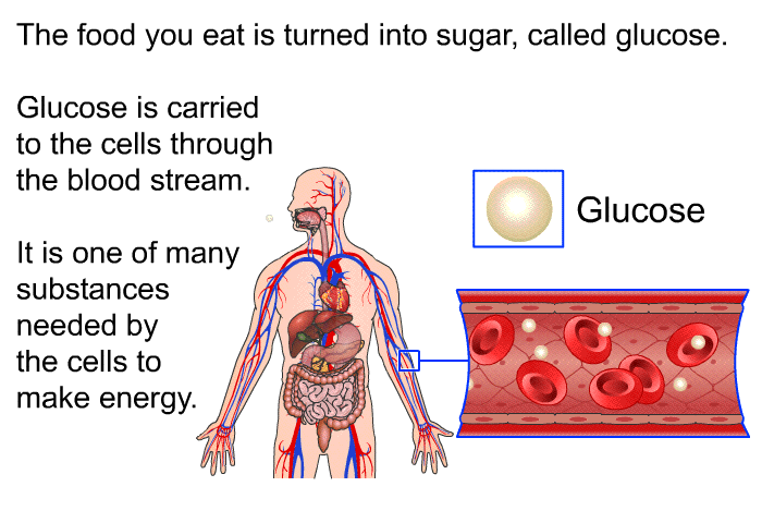 The food you eat is turned into sugar, called glucose. Glucose is carried to the cells through the bloodstream. It is one of many substances needed by the cells to make energy.