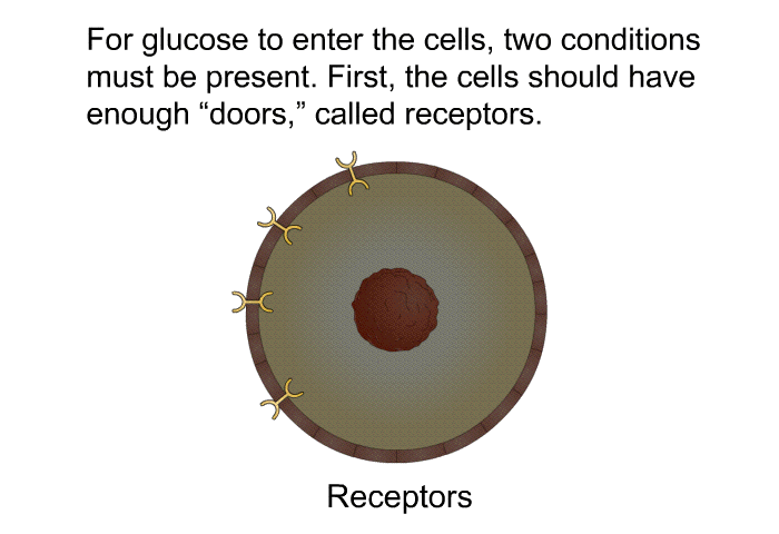 For glucose to enter the cells, two conditions must be present. First, the cells should have enough “doors,” called receptors.