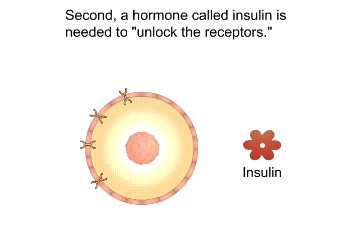 Second, a hormone called insulin is needed to "unlock" the receptors.