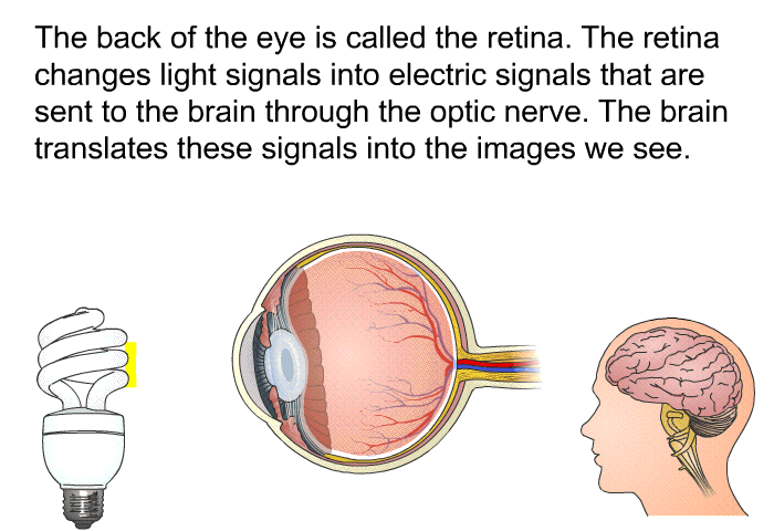 The back of the eye is called the retina. The retina changes light signals into electric signals that are sent to the brain through the optic nerve. The brain translates these signals into the images we see.