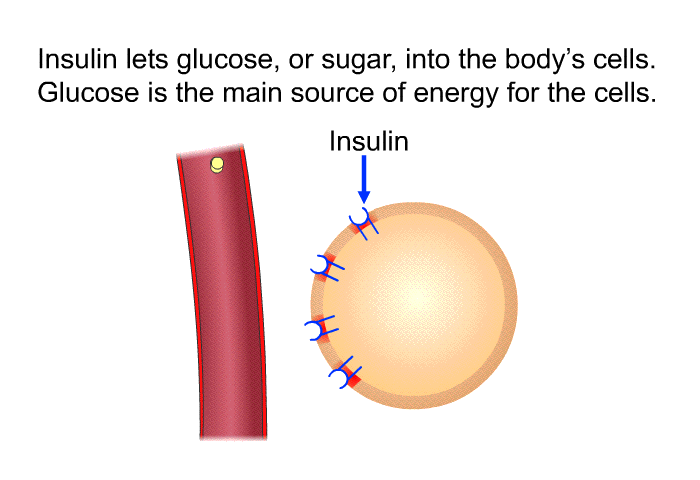Insulin lets glucose, or sugar, into the body's cells. Glucose is the main source of energy for the cells.
