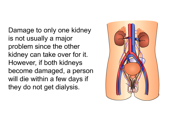 Damage to only one kidney is not usually a major problem since the other kidney can take over for it. However, if both kidneys become damaged, a person will die within a few days if they do not get dialysis.