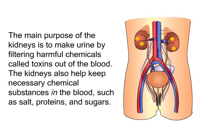 The main purpose of the kidneys is to make urine by filtering harmful chemicals called toxins out of the blood. The kidneys also help keep necessary chemical substances in the blood, such as salt, proteins, and sugars.