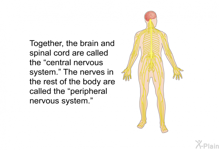 Together, the brain and spinal cord are called the “central nervous system.” The nerves in the rest of the body are called the “peripheral nervous system.”