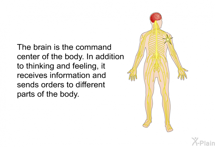 The brain is the command center of the body. In addition to thinking and feeling, it receives information and sends orders to different parts of the body.