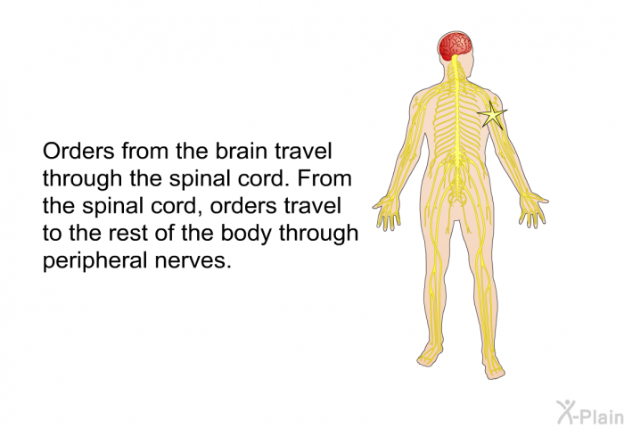 Orders from the brain travel through the spinal cord. From the spinal cord, orders travel to the rest of the body through peripheral nerves.