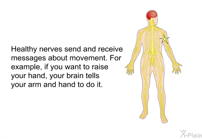 Healthy nerves send and receive messages about movement. For example, if you want to raise your hand, your brain tells your arm and hand to do it.