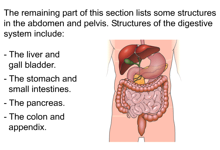 The remaining part of this section lists some structures in the abdomen and pelvis. Structures of the digestive system include:  The liver and gall bladder. The stomach and small intestines. The pancreas. The colon and appendix.
