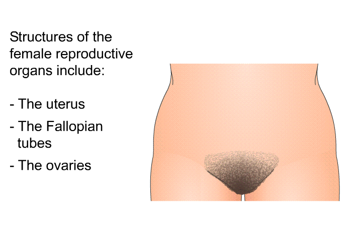 Structures of the female reproductive organs include:  The uterus. The Fallopian tubes. The ovaries.