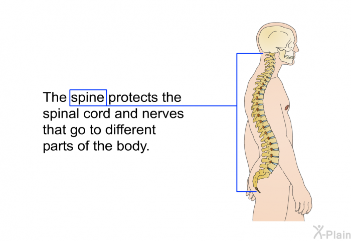 The spine protects the spinal cord and nerves that go to different parts of the body.