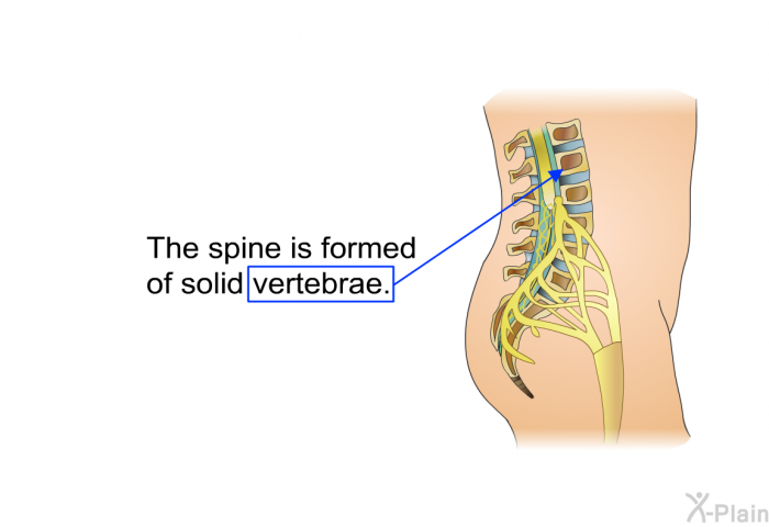 The spine is formed of solid vertebrae.