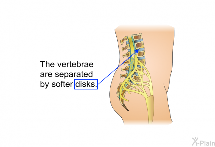 The vertebrae are separated by softer disks.