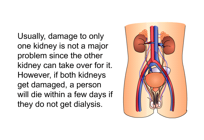 Usually, damage to only one kidney is not a major problem since the other kidney can take over for it. However, if both kidneys get damaged, a person will die within a few days if they do not get dialysis.
