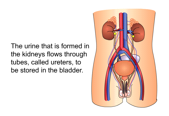 The urine that is formed in the kidneys flows through tubes, called ureters, to be stored in the bladder.