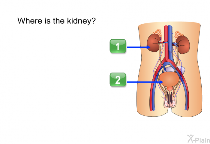 Where is the kidney? (1=kidney; 2=bladder)