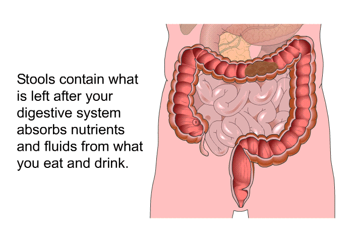 Stools contain what is left after your digestive system absorbs nutrients and fluids from what you eat and drink.