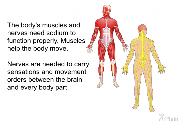 The body's muscles and nerves need sodium to function properly. Muscles help the body move. Nerves are needed to carry sensations and movement orders between the brain and every body part.