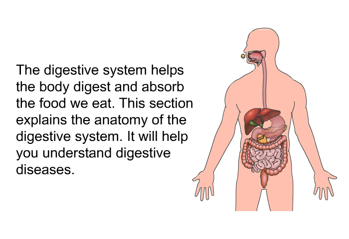The digestive system helps the body digest and absorb the food we eat. This section explains the anatomy of the digestive system. It will help you understand digestive diseases.