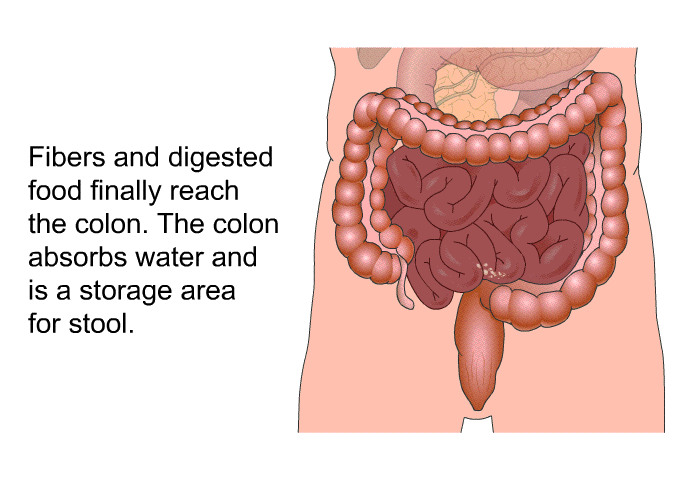 Fibers and digested food finally reach the colon. The colon absorbs water and is a storage area for stool.