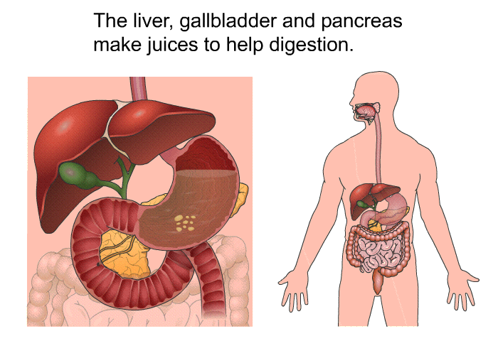 The liver, gallbladder and pancreas make juices to help digestion.