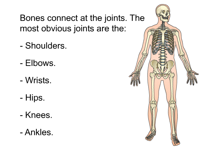 Bones connect at the joints. The most obvious joints are the:  Shoulders. Elbows. Wrists. Hips. Knees. Ankles.