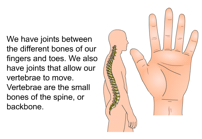 We have joints between the different bones of our fingers and toes. We also have joints that allow our vertebrae to move. Vertebrae are the small bones of the spine, or backbone.