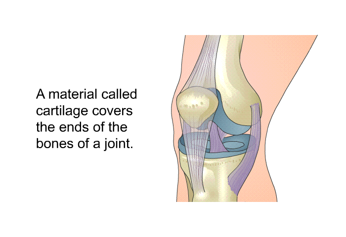 A material called cartilage covers the ends of the bones of a joint.