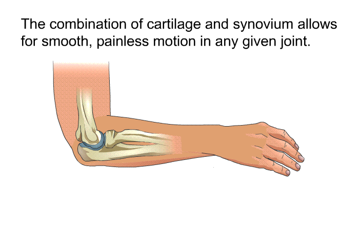 The combination of cartilage and synovium allows for smooth, painless motion in any given joint.