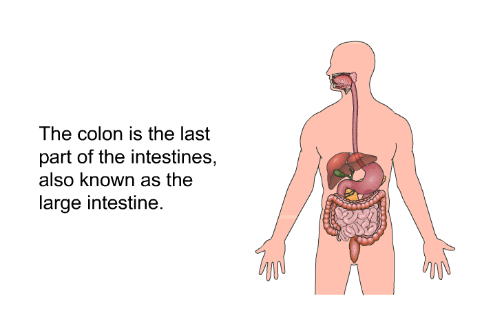 The colon is the last part of the intestines, also known as the large intestine.