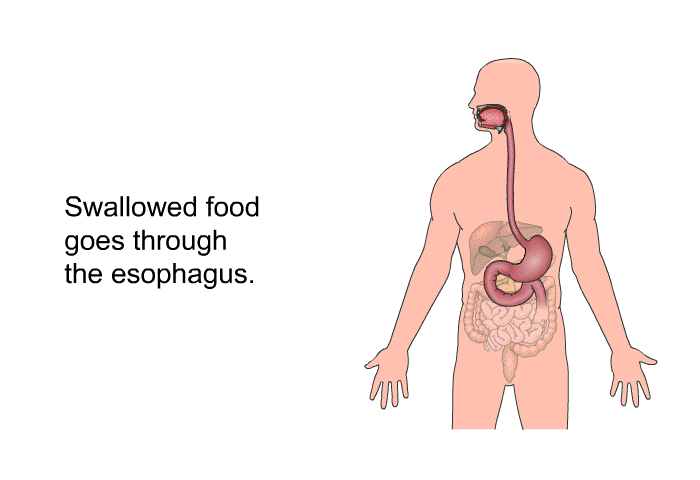 Swallowed food goes through the esophagus.