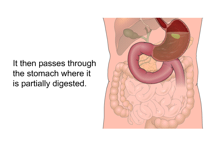 It then passes through the stomach where it is partially digested.