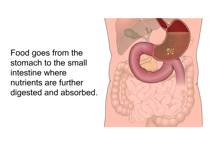 Food goes from the stomach to the small intestine where nutrients are further digested and absorbed.