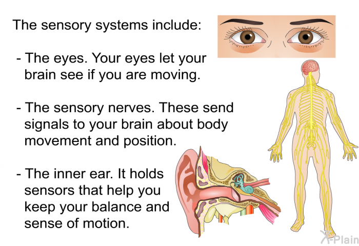 The sensory systems include:  The eyes. Your eyes let your brain see if you are moving. The sensory nerves. These send signals to your brain about body movement and position. The inner ear. It holds sensors that help you keep your balance and sense of motion.