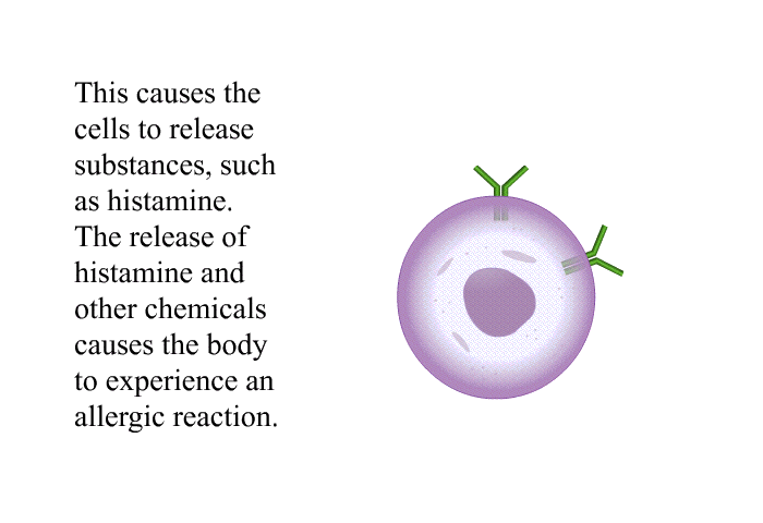 This causes the cells to release substances, such as histamine. The release of histamine and other chemicals causes the body to experience an allergic reaction.