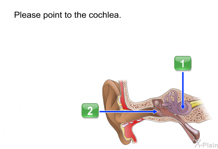 Please point to the cochlea.