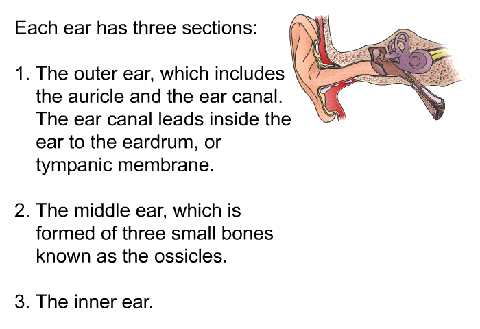 Each ear has three sections:  The outer ear, which includes the auricle and the ear canal. The ear canal leads inside the ear to the eardrum, or tympanic membrane. The middle ear, which is formed of three small bones known as the ossicles. The inner ear.