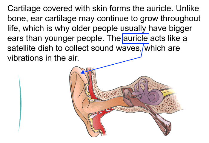 Cartilage covered with skin forms the auricle. Unlike bone, ear cartilage may continue to grow throughout life, which is why older people usually have bigger ears than younger people. The auricle acts like a satellite dish to collect sound waves, which are vibrations in the air.
