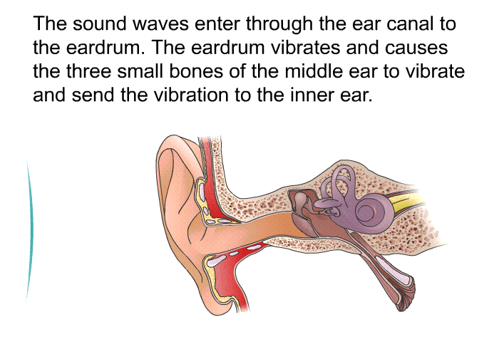 The sound waves enter through the ear canal to the eardrum. The eardrum vibrates and causes the three small bones of the middle ear to vibrate and send the vibration to the inner ear.