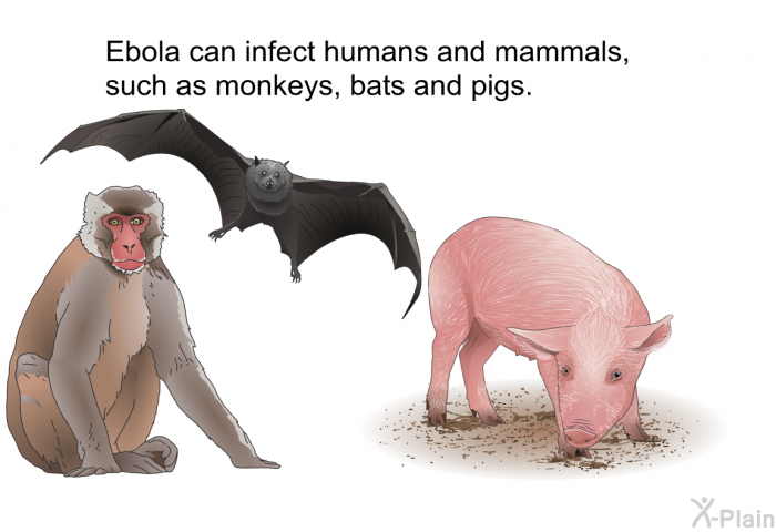 Ebola can infect humans and mammals, such as monkeys, bats and pigs.