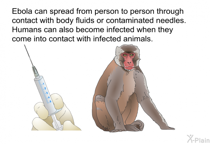 Ebola can spread from person to person through contact with body fluids or contaminated needles. Humans can also become infected when they come into contact with infected animals.