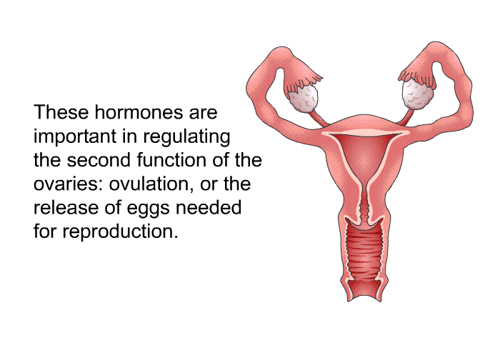 These hormones are important in regulating the second function of the ovaries: ovulation, or the release of eggs needed for reproduction.