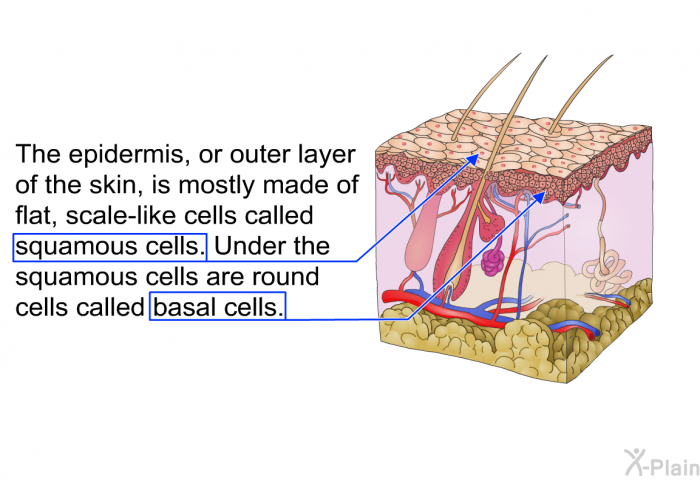 The epidermis, or outer layer of the skin, is mostly made of flat, scale-like cells called squamous cells. Under the squamous cells are round cells called basal cells.