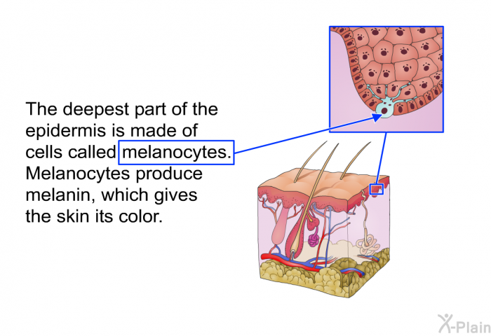 The deepest part of the epidermis is made of cells called melanocytes. Melanocytes produce melanin, which gives the skin its color.