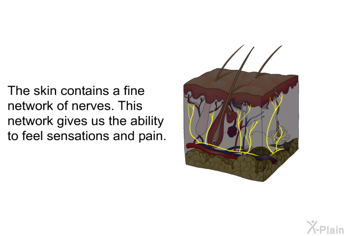 The skin contains a fine network of nerves. This network gives us the ability to feel sensations and pain.