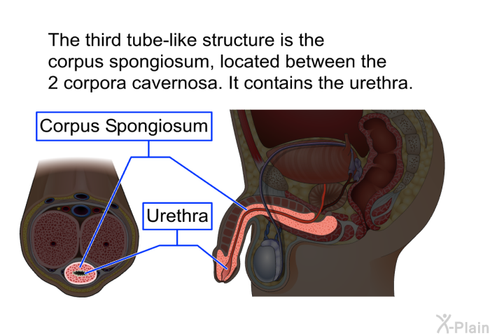 The third tube-like structure is the corpus spongiosum, located between the 2 corpora cavernosa. It contains the urethra.