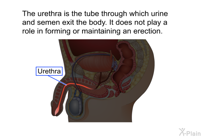 The urethra is the tube through which urine and semen exit the body. It does not play a role in forming or maintaining an erection.