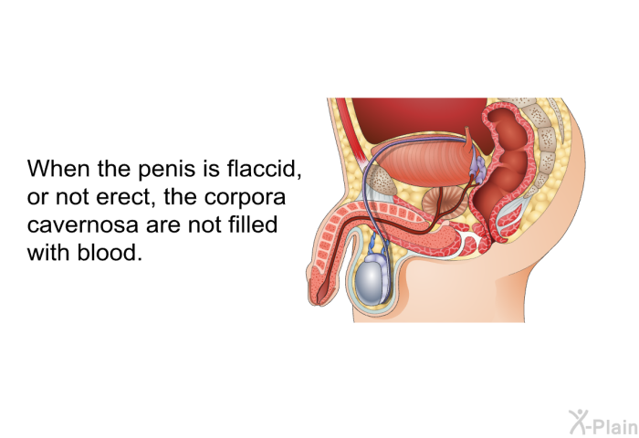 When the penis is flaccid, or not erect, the corpora cavernosa are not filled with blood.