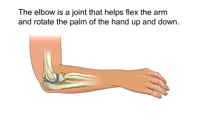 The elbow is a joint that helps flex the arm and rotate the palm of the hand up and down.